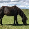ilovehorses031