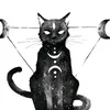 _black_cat_____