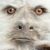 morgan.howls