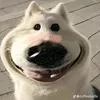 tuilathoday