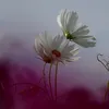 sunflower3_9