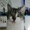 meoauniaea.kawkxan
