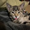 lazarkitty