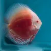 discus.farm.niemdamme306