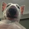 Gab