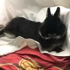 nugget_bunny