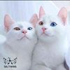 farah_1620