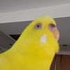 hendrikromkes1