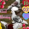 khaleelansari32
