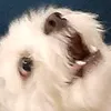 miminbb28