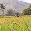 akhongdeptrai