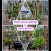 Aboy teja orchid nursery