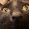 witchypunkk