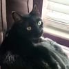 whiskersmeowfry