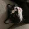 skittykittychan
