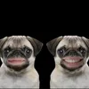 duyen1207_.blink