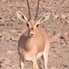 ahmad98059