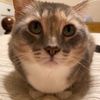feline.friend.rosy