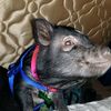 hammyhamalltimepiggytalk