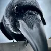 vaampii00