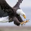 saaef_albasha1