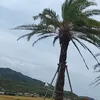 bongtoicodon86