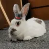 turkypup