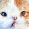 mif_katt