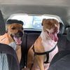twonormaldogs