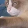 achraffox123