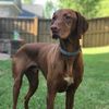 beauthevizsla