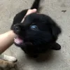 oknhen_