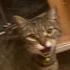 kittycatgamer46