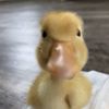 duckyyy_edits
