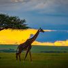 wanderwingsdiscover