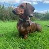 ladythesausagedoggy