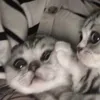 kindluve