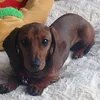 .sausagedogs_itzeva