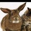 beautifullovingbunny1
