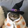 thecatdann