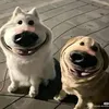 cunbongdangyeu