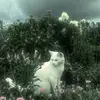 _heang_26