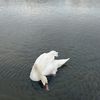 raindrop_85