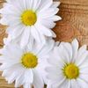 aysegul34x