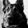 lukethegermanshepherd