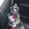 kyuraccoon
