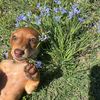 franklin.the.dachshund