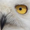 owlbseeingyou
