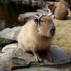upsethedgehog