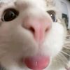 orewa_cjhay